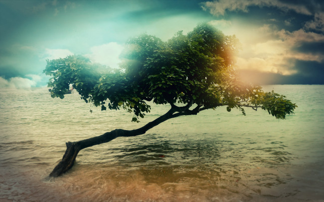 Обои картинки фото tree, 3д, графика, nature, landscape, природа, вода, свет, дерево