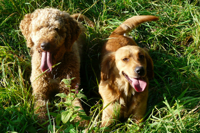 Обои картинки фото животные, собаки, трава, лето