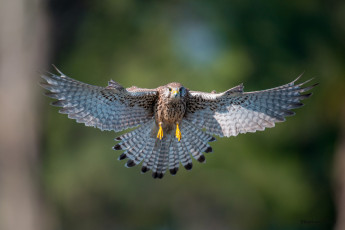 Картинка животные птицы+-+хищники взмах крылья полет птица