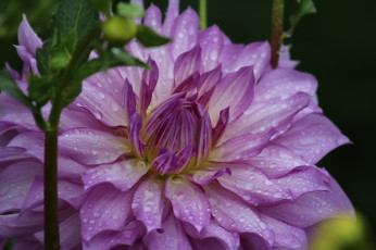 Картинка цветы георгины после дождя капли георгин