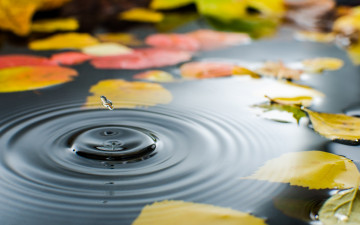Картинка разное капли +брызги +всплески лужа вода капля листья осень