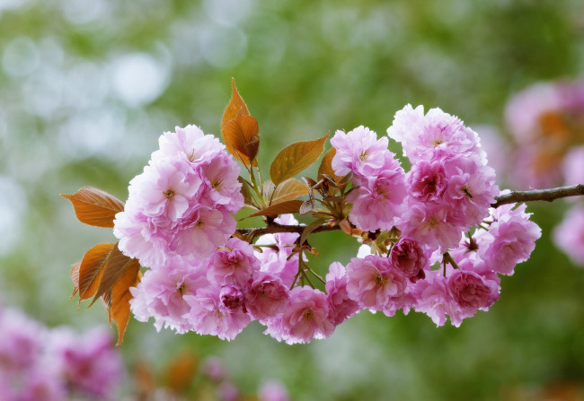 Обои картинки фото цветы, сакура,  вишня, листья, цветы,
