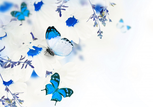 Обои картинки фото разное, компьютерный дизайн, белые, хризантемы, цветы, бабочки, листики, веточки