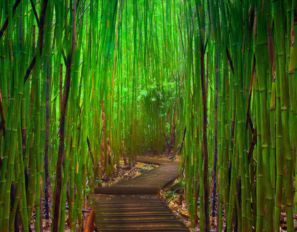 Обои картинки фото природа, лес, дорога, бамбук