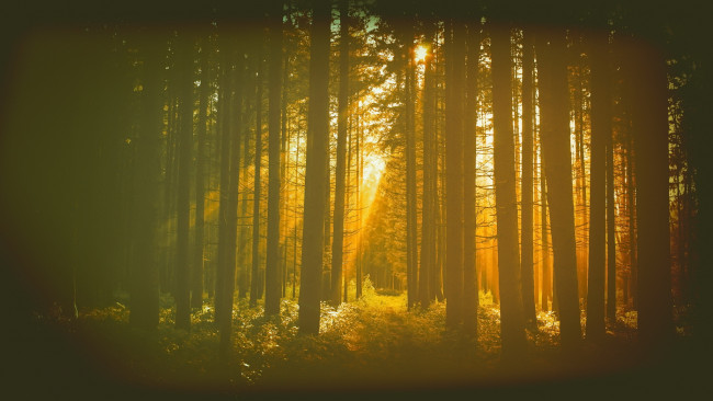 Обои картинки фото природа, лес, дымка, утро, свет
