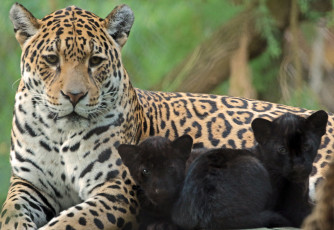 Картинка животные Ягуары зоо природа семья малыш мама ягуары