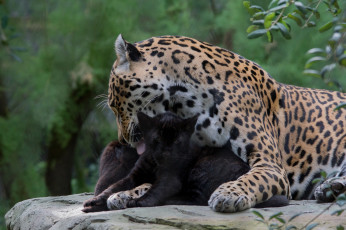 Картинка животные Ягуары мама ягуары зоо природа семья малыш