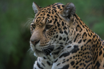 Картинка животные Ягуары взгляд морда ягуар кошка