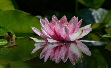 Картинка цветы лилии+водяные +нимфеи +кувшинки водяная лилия капли дождя нимфея боке природа макро