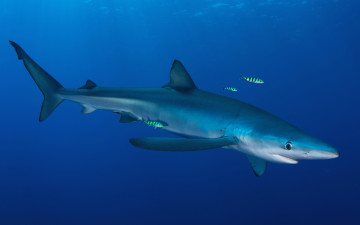 Картинка животные акулы водоем