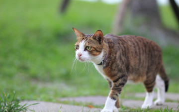Картинка животные коты ошейник трава