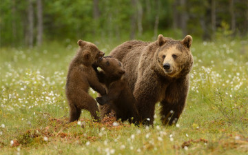 обоя животные, медведи, семья