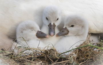 Картинка животные лебеди дети мама малыши перышки
