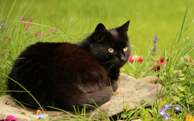 Обои картинки фото животные, коты, черный, цвет