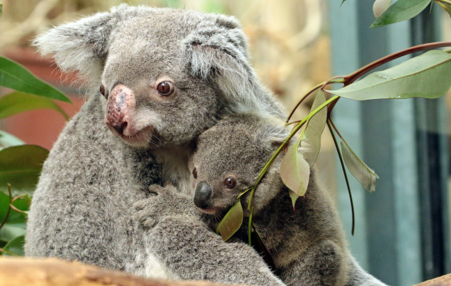 Обои картинки фото животные, коалы, коала, зоо, природа, листья, мама, малыш