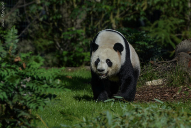 Обои картинки фото животные, панды, медведь, панда, трава, бамбук