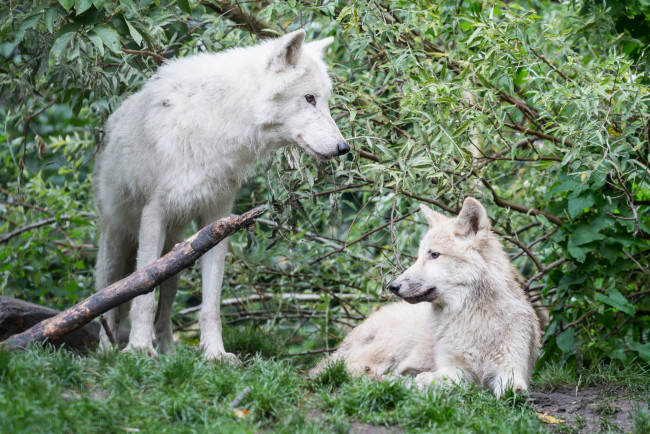 Обои картинки фото животные, волки,  койоты,  шакалы, лес, белые, природа