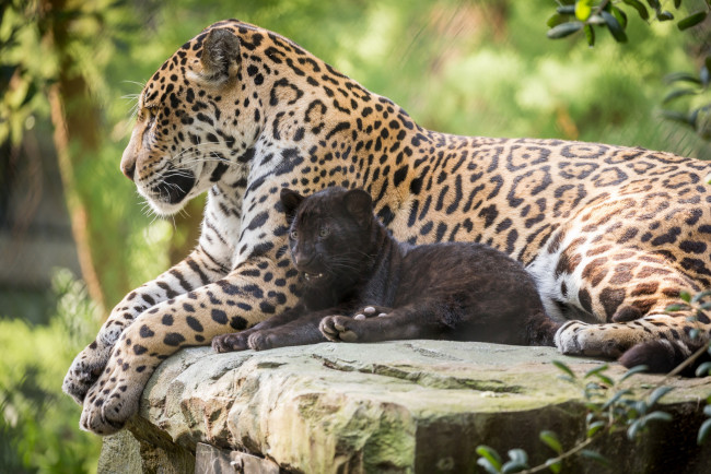 Обои картинки фото животные, Ягуары, ягуары, семья, природа, малыш, мама, зоо