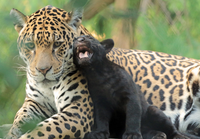 Обои картинки фото животные, Ягуары, семья, природа, зоо, малыш, мама, ягуары