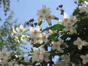 Картинка цветы жасмин весна 2018