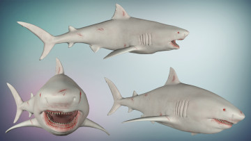 Картинка 3д+графика животные+ animals акулы