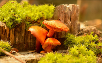 Картинка природа грибы mushrooms
