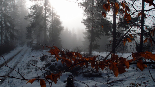 Обои картинки фото природа, лес, туман, зима