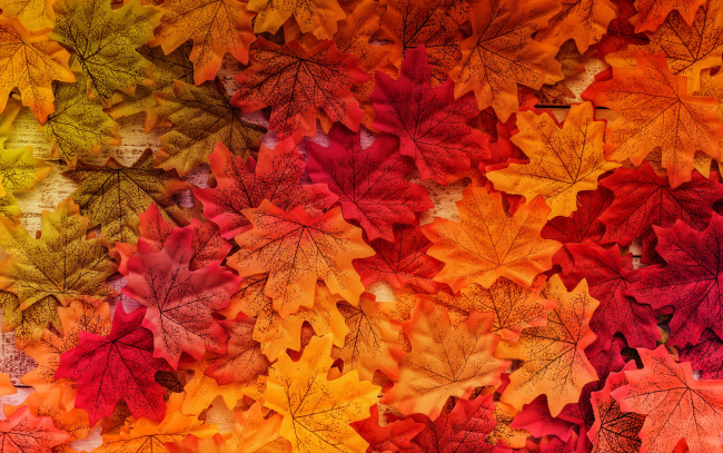Обои картинки фото разное, ремесла,  поделки,  рукоделие, осенние, wood, autumn, leaves, background, colorful, дерево, листья, фон, осень, maple