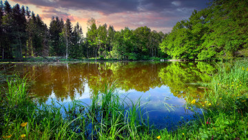 Картинка природа реки озера лес пруд камыши