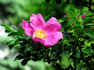 Картинка цветы шиповник куст розовый