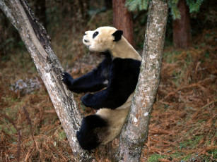 Картинка better than masseuse giant panda животные панды