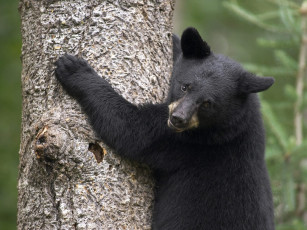 Картинка black bear cub orr minnesota животные медведи
