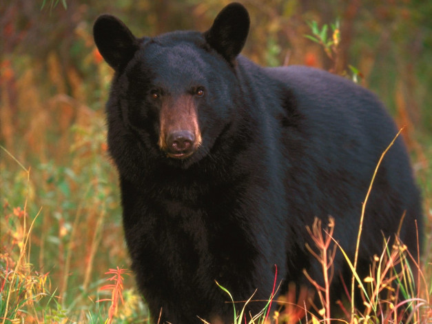 Обои картинки фото black, bear, tennessee, животные, медведи