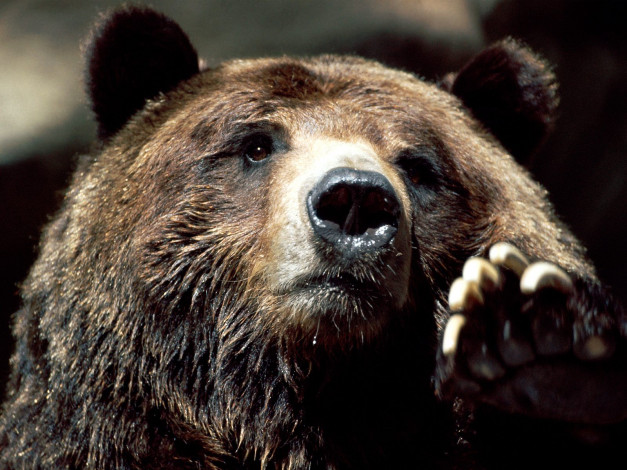 Обои картинки фото brown, bear, up, close, and, personal, животные, медведи