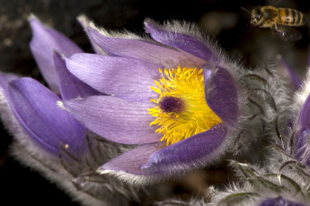 Картинка анемон цветы анемоны адонисы пчела пушистый фиолетовый прострел сон-трава