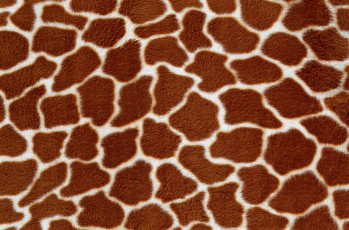Картинка разное текстуры жираф мех текстура