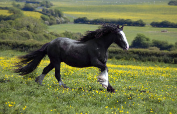 Картинка животные лошади черный луг бег грива
