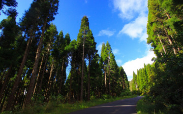 Картинка природа дороги лес деревья