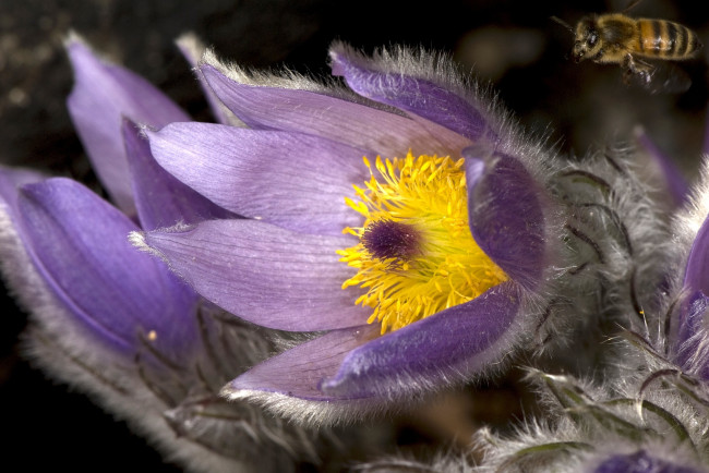 Обои картинки фото анемон, цветы, анемоны, адонисы, пчела, пушистый, фиолетовый, прострел, сон-трава