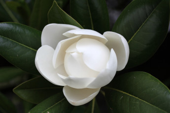 Картинка цветы магнолии белый бутон