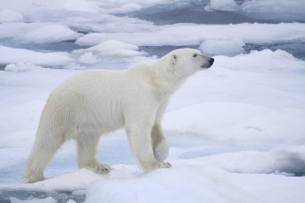Картинка животные медведи льдины снег