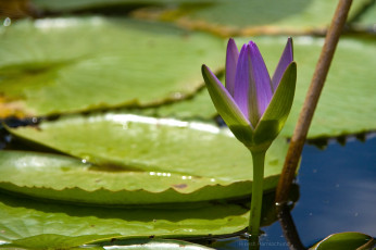 Картинка цветы лилии водяные нимфеи кувшинки фиолетовый вода листья бутон