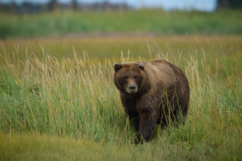 Картинка животные медведи трава бурый хищник