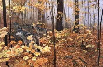 обоя ron, parker, autumn, maples, рисованные, ronald, желтые, листья, волки, лес, природа, клён, животные, осень