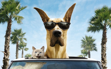 Картинка кино фильмы marmaduke пальмы очки машина улыбка дог собака кот деревья