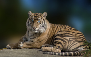 Картинка красавец животные тигры тигр хищние