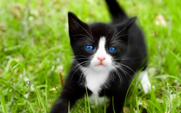 Картинка животные коты белый черный макро голубые глаза трава котенок