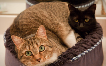 Картинка животные коты черная рыжая смотрят лукошко кошки