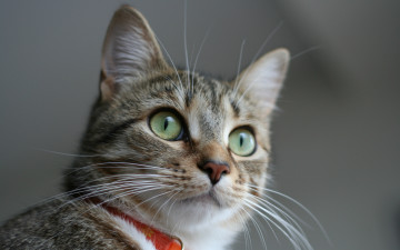 Картинка животные коты ошейник взгляд внимательный кошка