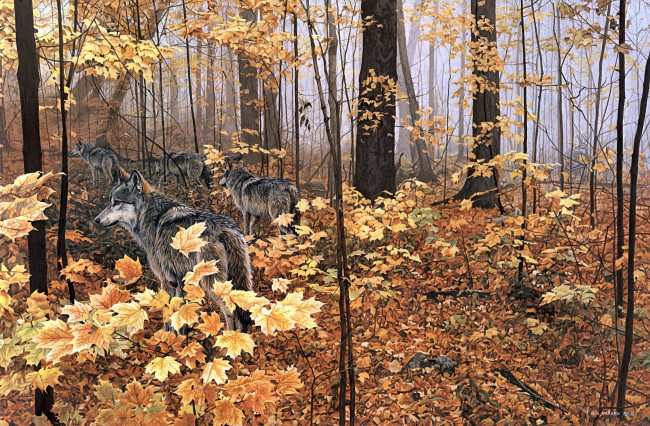 Обои картинки фото ron, parker, autumn, maples, рисованные, ronald, желтые, листья, волки, лес, природа, клён, животные, осень